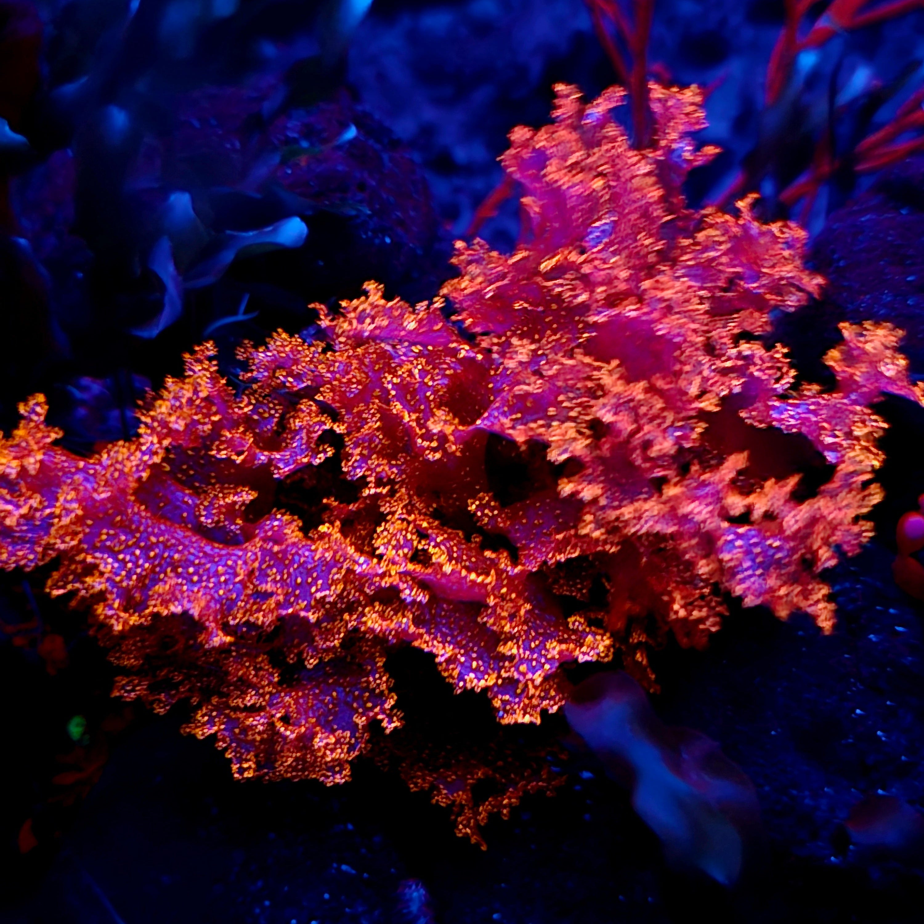 Orange galaxy (halymenia stipitata)
