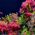 Macroalgae bundle packs
